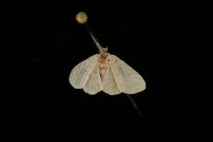  (Idaea sp. 13 - Moth 138.03LZ)  @12 [ ] CreativeCommons - Attribution (2010) CBG Photography Group Centre for Biodiversity Genomics