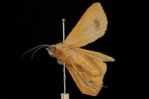  ( - Moth 149.03LZ)  @14 [ ] CreativeCommons - Attribution (2010) CBG Photography Group Centre for Biodiversity Genomics