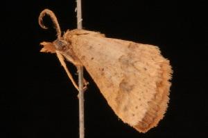  ( - 05-QLD-00167)  @13 [ ] CreativeCommons - Attribution (2010) CBG Photography Group Centre for Biodiversity Genomics