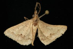  ( - 05-QLD-00243)  @13 [ ] CreativeCommons - Attribution (2010) CBG Photography Group Centre for Biodiversity Genomics