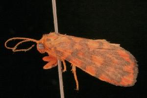  ( - 05-QLD-00345)  @12 [ ] CreativeCommons - Attribution (2010) CBG Photography Group Centre for Biodiversity Genomics