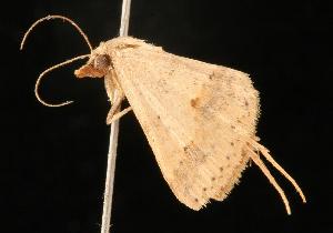  ( - 05-QLD-00428)  @13 [ ] CreativeCommons - Attribution (2010) CBG Photography Group Centre for Biodiversity Genomics