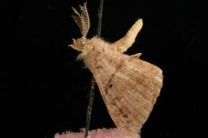  ( - 05-QLD-00633)  @13 [ ] CreativeCommons - Attribution (2010) CBG Photography Group Centre for Biodiversity Genomics