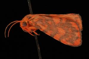  ( - 05-QLD-00691)  @12 [ ] CreativeCommons - Attribution (2010) CBG Photography Group Centre for Biodiversity Genomics