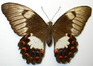  (Papilio aegeus - gvc00021-1L)  @15 [ ] Copyright (2004) Graeme V. Cocks Unspecified
