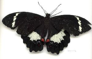  (Papilio aegeus - gvc1991-1L)  @15 [ ] Copyright (2004) Graeme V. Cocks Unspecified
