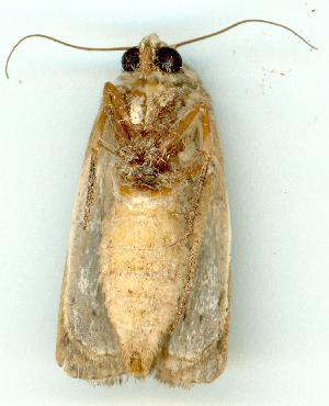  ( - gvc5525-1L)  @12 [ ] Copyright (2004) Graeme V. Cocks Unspecified