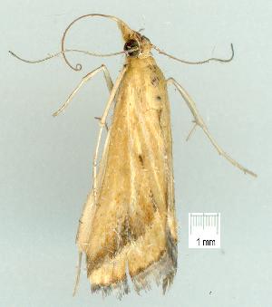  ( - gvc6679-1L)  @12 [ ] Copyright (2004) Graeme V. Cocks Unspecified