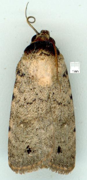  ( - gvc6783-1L)  @12 [ ] Copyright (2004) Graeme V. Cocks Unspecified