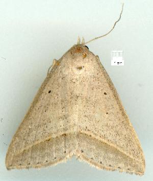  ( - gvc7197-1L)  @13 [ ] Copyright (2004) Graeme V. Cocks Unspecified