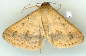  ( - gvc8532-1L)  @13 [ ] Copyright (2004) Graeme V. Cocks Unspecified