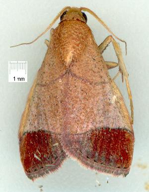  ( - gvc8709-1L)  @12 [ ] Copyright (2004) Graeme V. Cocks Unspecified