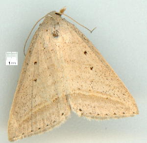  ( - gvc8913-1L)  @13 [ ] Copyright (2004) Graeme V. Cocks Unspecified