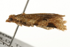  ( - gvc6208-1L)  @12 [ ] CreativeCommons - Attribution (2010) CBG Photography Group Centre for Biodiversity Genomics