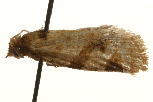  ( - gvc7279)  @12 [ ] CreativeCommons - Attribution (2010) CBG Photography Group Centre for Biodiversity Genomics