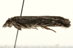  ( - gvc7357)  @12 [ ] CreativeCommons - Attribution (2010) CBG Photography Group Centre for Biodiversity Genomics