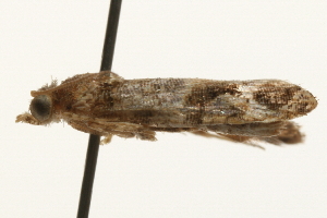  ( - gvc7956)  @12 [ ] CreativeCommons - Attribution (2010) CBG Photography Group Centre for Biodiversity Genomics
