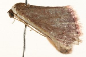  ( - gvc8246)  @12 [ ] CreativeCommons - Attribution (2010) CBG Photography Group Centre for Biodiversity Genomics