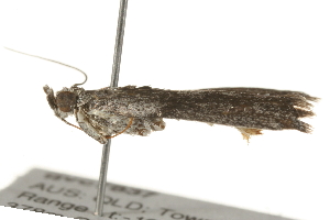  ( - gvc7837)  @12 [ ] CreativeCommons - Attribution (2010) CBG Photography Group Centre for Biodiversity Genomics
