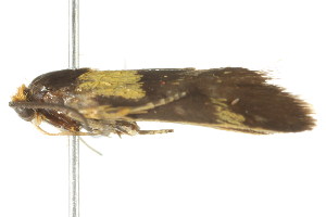  ( - gvc7588)  @12 [ ] CreativeCommons - Attribution (2010) CBG Photography Group Centre for Biodiversity Genomics
