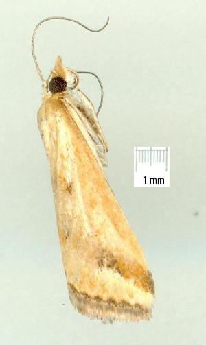  ( - gvc16361-1L)  @12 [ ] CreativeCommons - Attribution Non-Commercial (2010) Graeme V. Cocks Research Collection of Graeme V. Cocks