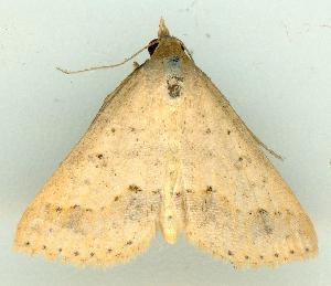  ( - gvc16525-1L)  @13 [ ] CreativeCommons - Attribution Non-Commercial (2010) Graeme V. Cocks Unspecified