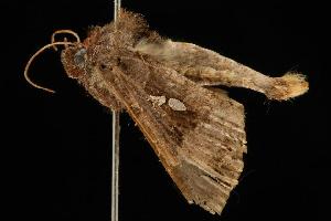  ( - 04HBL002531)  @13 [ ] CreativeCommons - Attribution (2010) CBG Photography Group Centre for Biodiversity Genomics