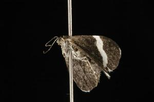  ( - 04HBL002469)  @13 [ ] CreativeCommons - Attribution (2010) CBG Photography Group Centre for Biodiversity Genomics