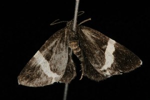  ( - 04HBL002469)  @13 [ ] CreativeCommons - Attribution (2010) CBG Photography Group Centre for Biodiversity Genomics