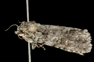  (Acronicta modica - 05-TN-00276)  @14 [ ] CreativeCommons - Attribution (2010) CBG Photography Group Centre for Biodiversity Genomics