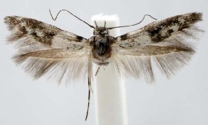  (Scythridinae - jflandry1327)  @15 [ ] Copyright (2007) Jean-Francois Landry Canadian National Collection