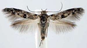 (Scythridinae - jflandry1328)  @15 [ ] Copyright (2007) Jean-Francois Landry Canadian National Collection