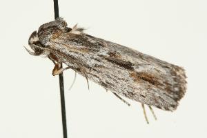  ( - 06-TASB-00703)  @13 [ ] CreativeCommons - Attribution (2010) CBG Photography Group Centre for Biodiversity Genomics