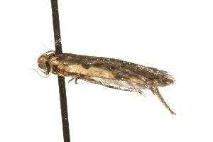  ( - 06-TASB-01096)  @12 [ ] CreativeCommons - Attribution (2010) CBG Photography Group Centre for Biodiversity Genomics