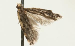  ( - 06-TASB-01644)  @12 [ ] CreativeCommons - Attribution (2010) CBG Photography Group Centre for Biodiversity Genomics