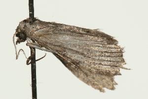  ( - 06-TASB-01751)  @12 [ ] CreativeCommons - Attribution (2010) CBG Photography Group Centre for Biodiversity Genomics