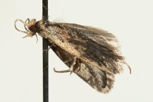  ( - 06-TASB-01766)  @12 [ ] CreativeCommons - Attribution (2010) CBG Photography Group Centre for Biodiversity Genomics