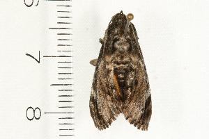  ( - 07-TASB-0157)  @12 [ ] CreativeCommons - Attribution (2008) CBG Photography Group Centre for Biodiversity Genomics