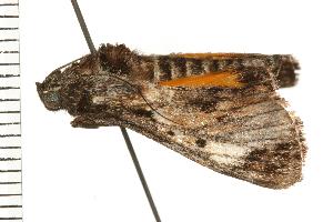  ( - 07-TASB-0565)  @12 [ ] CreativeCommons - Attribution (2008) CBG Photography Group Centre for Biodiversity Genomics