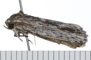  ( - 08-TASE-0436)  @13 [ ] CreativeCommons - Attribution (2009) CBG Photography Group Centre for Biodiversity Genomics