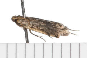  ( - 08-TASE-0614)  @12 [ ] CreativeCommons - Attribution (2009) CBG Photography Group Centre for Biodiversity Genomics