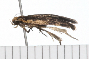  ( - 08-TASE-0662)  @12 [ ] CreativeCommons - Attribution (2009) CBG Photography Group Centre for Biodiversity Genomics