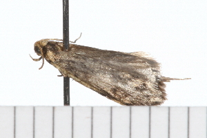  ( - 08-TASE-0665)  @12 [ ] CreativeCommons - Attribution (2009) CBG Photography Group Centre for Biodiversity Genomics