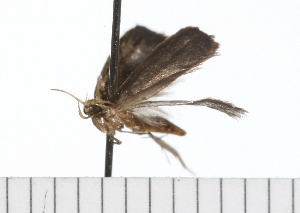  ( - 08-TASE-0683)  @12 [ ] CreativeCommons - Attribution (2009) CBG Photography Group Centre for Biodiversity Genomics