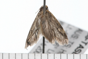  ( - 08-TASE-0859)  @12 [ ] CreativeCommons - Attribution (2009) CBG Photography Group Centre for Biodiversity Genomics