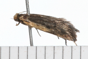  ( - 08-TASE-0861)  @12 [ ] CreativeCommons - Attribution (2009) CBG Photography Group Centre for Biodiversity Genomics