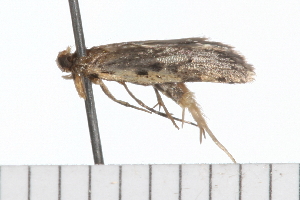  ( - 08-TASE-0862)  @12 [ ] CreativeCommons - Attribution (2009) CBG Photography Group Centre for Biodiversity Genomics