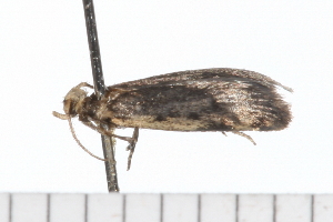  ( - 08-TASE-0863)  @12 [ ] CreativeCommons - Attribution (2009) CBG Photography Group Centre for Biodiversity Genomics