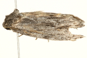  ( - 09TASF-0415)  @13 [ ] CreativeCommons - Attribution (2010) CBG Photography Group Centre for Biodiversity Genomics