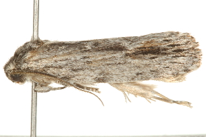  ( - 09TASF-0479)  @13 [ ] CreativeCommons - Attribution (2010) CBG Photography Group Centre for Biodiversity Genomics